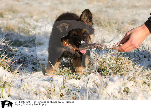 spielender Chodsky Pes Welpe / playing Chodsky Pes Puppy / JH-08429