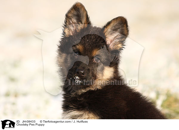 Chodsky Pes Welpe / Chodsky Pes Puppy / JH-08433