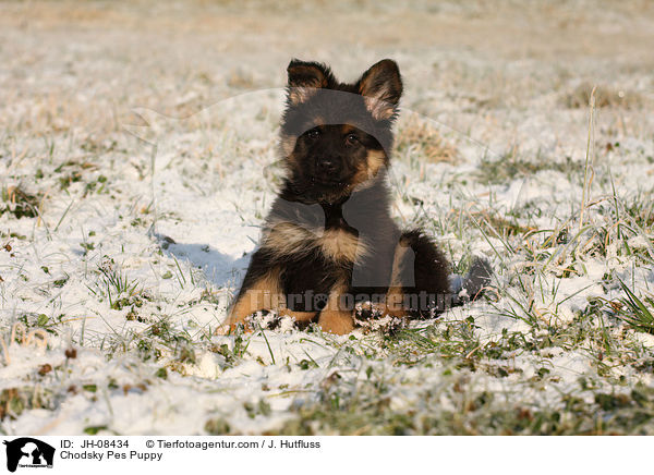 Chodsky Pes Welpe / Chodsky Pes Puppy / JH-08434