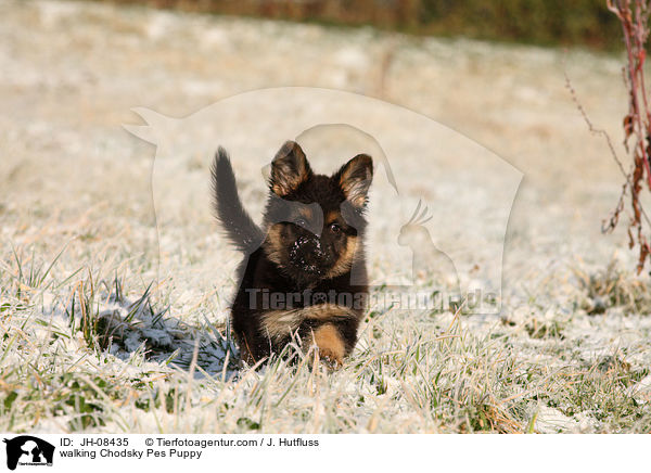 laufender Chodsky Pes Welpe / walking Chodsky Pes Puppy / JH-08435