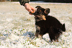 playing Chodsky Pes Puppy