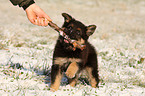playing Chodsky Pes Puppy