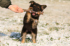playing Chodsky Pes Puppy