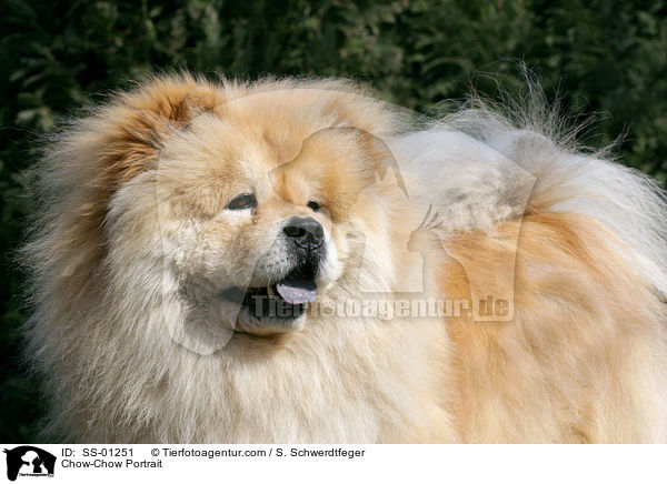 Chow-Chow Portrait / SS-01251