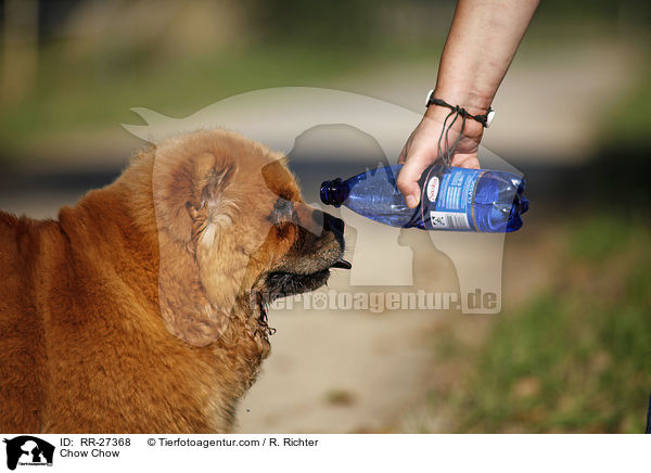 Chow Chow / Chow Chow / RR-27368