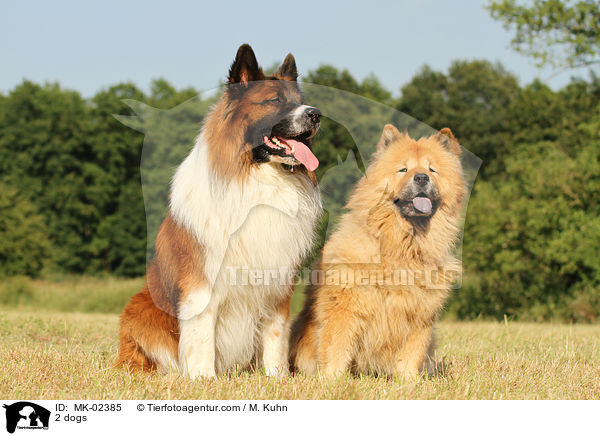 2 dogs / MK-02385