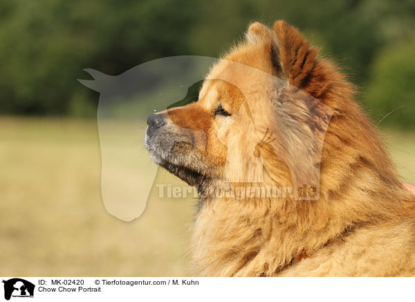 Chow Chow Portrait / MK-02420