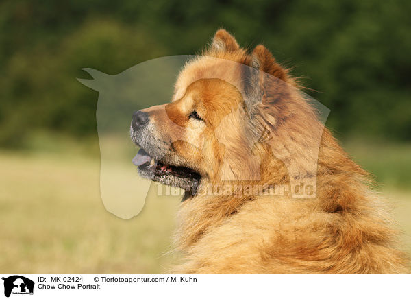 Chow-Chow Portrait / Chow Chow Portrait / MK-02424