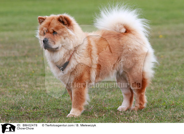 Chow-Chow / BM-02478