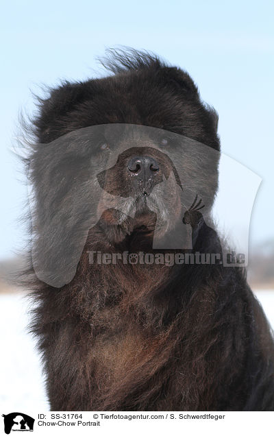 Chow-Chow Portrait / Chow-Chow Portrait / SS-31764