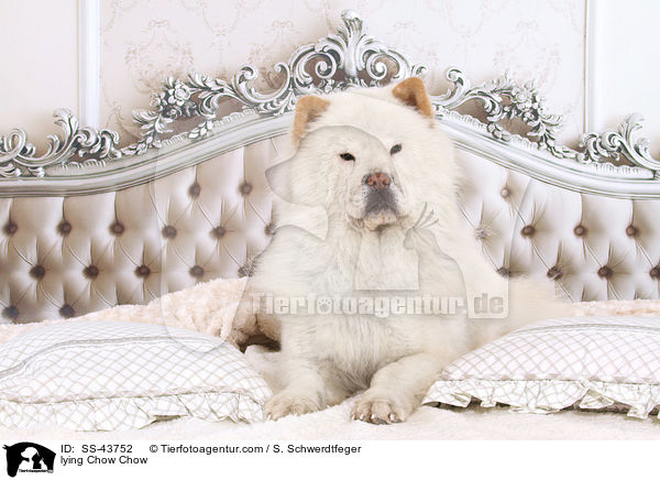 liegender Chow-Chow / lying Chow Chow / SS-43752