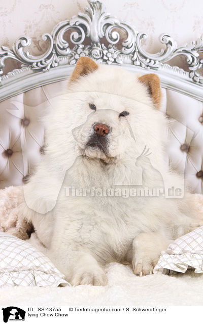 liegender Chow-Chow / lying Chow Chow / SS-43755