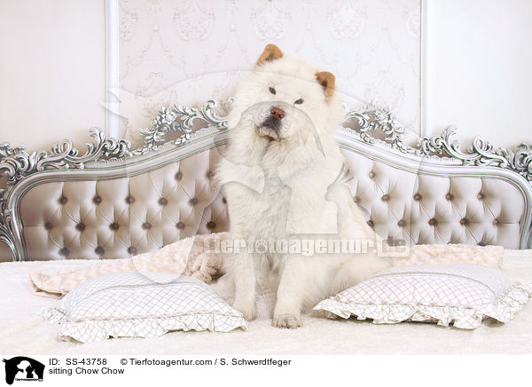sitzender Chow-Chow / sitting Chow Chow / SS-43758