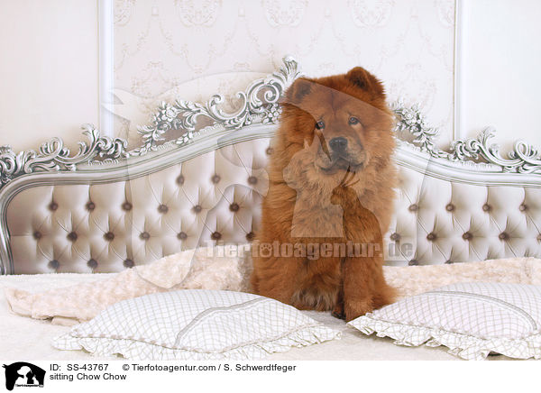 sitzender Chow-Chow / sitting Chow Chow / SS-43767