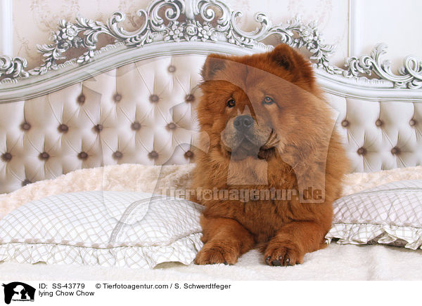 liegender Chow-Chow / lying Chow Chow / SS-43779