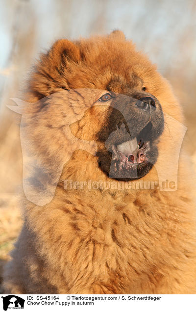Chow Chow Puppy in autumn / SS-45164