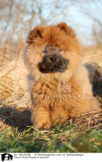 Chow Chow Puppy in autumn / SS-45166