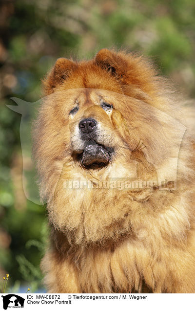 Chow Chow Portrait / Chow Chow Portrait / MW-08872