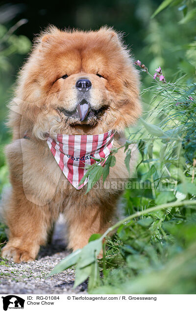Chow-Chow / Chow Chow / RG-01084