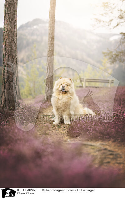 Chow Chow / Chow Chow / CF-02976