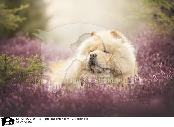 Chow Chow / Chow Chow / CF-02979