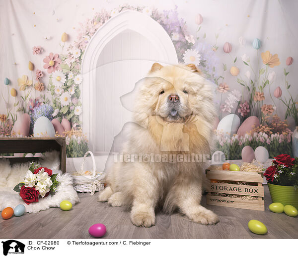 Chow Chow / Chow Chow / CF-02980