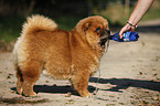 Chow Chow
