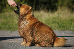 Chow Chow