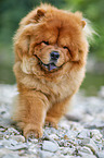 walking Chow Chow