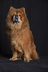 Chow Chow