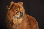Chow Chow Portrait