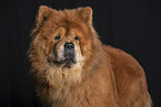 Chow Chow Portrait