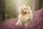 Chow Chow