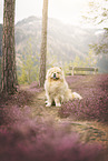 Chow Chow