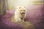Chow Chow