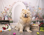 Chow Chow