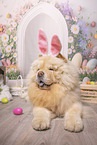 Chow Chow