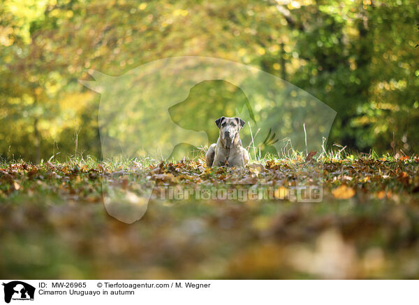 Cimarron Uruguayo in autumn / MW-26965