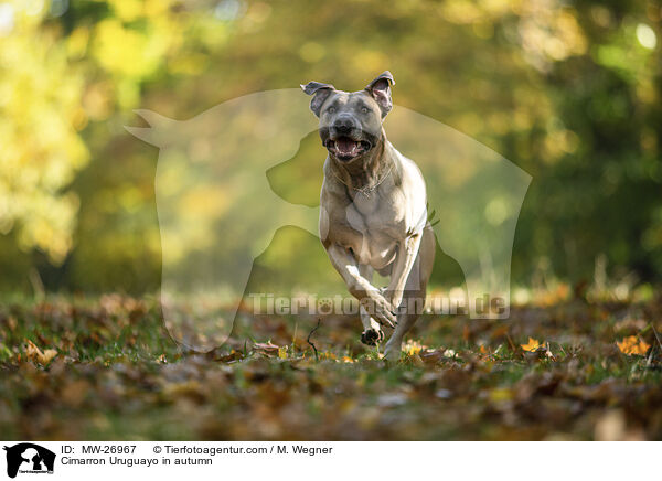 Cimarron Uruguayo in autumn / MW-26967