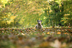 Cimarron Uruguayo in autumn