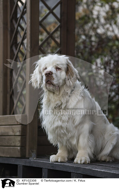 Clumber Spaniel / Clumber Spaniel / KFI-02306
