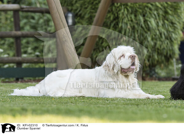 Clumber Spaniel / KFI-02310