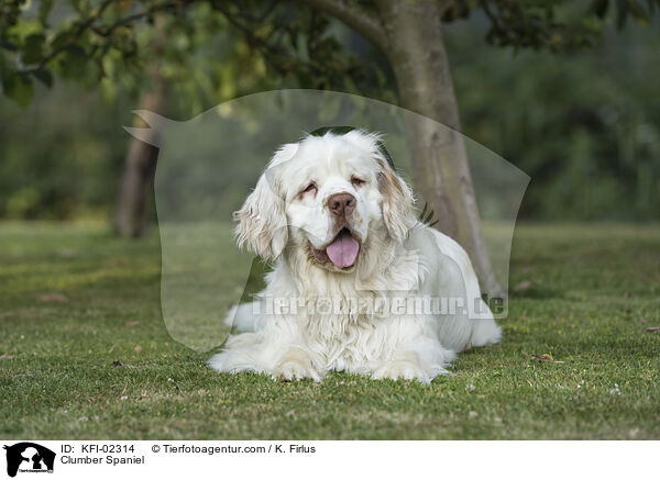 Clumber Spaniel / Clumber Spaniel / KFI-02314