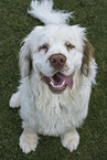 Clumber Spaniel