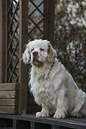 Clumber Spaniel