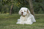 Clumber Spaniel