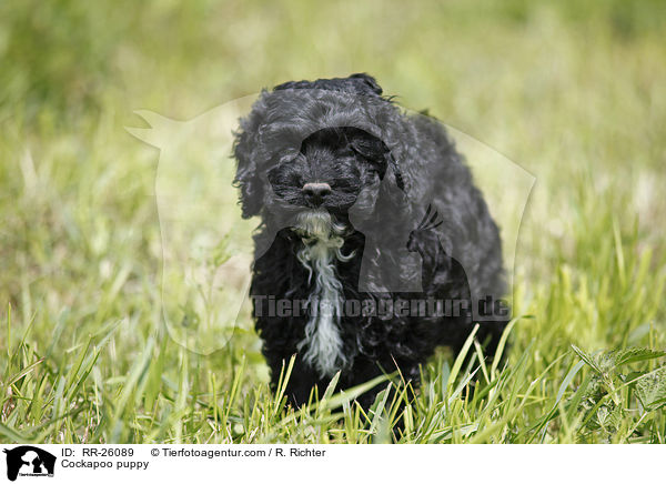 Cockapoo Welpe / Cockapoo puppy / RR-26089
