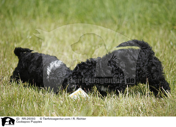 Cockapoo Puppies / RR-26093