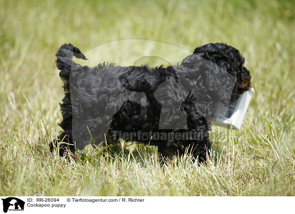 Cockapoo puppy / RR-26094