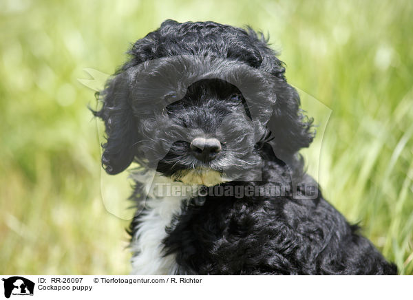 Cockapoo puppy / RR-26097